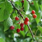 Prunus avium - Kerselaar, Kersenboom, Zoete kers
