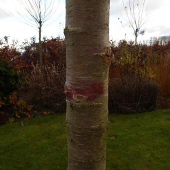 Prunus x subhirtella 'Autumnalis'