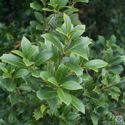 Osmanthus heterophyllus - Schijnhulst