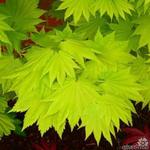 Acer shirasawanum 'Aureum' - Gele esdoorn