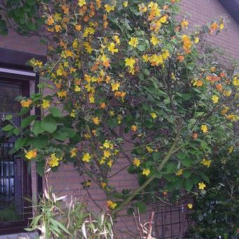 Fremontodendron californicum