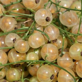 radioactiviteit Inzet maag Witte aalbes, witte bes, Trosbes - Ribes rubrum (witte bes) | Planten  online kopen