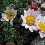 Anacyclus pyrethrum - Bertram