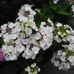 Hydrangea macrophylla lacecaps/teller - Schermvormige hortensia