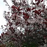 Sierpruim, Zandkers - Prunus x cistena
