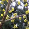 Gele kornoelje - Cornus mas