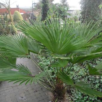 Trachycarpus fortunei var. wagnerianus