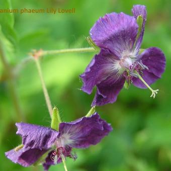 Geranium phaeum