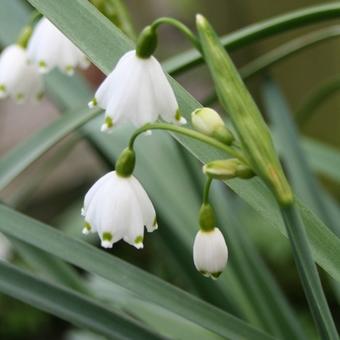 Leucojum aestivum