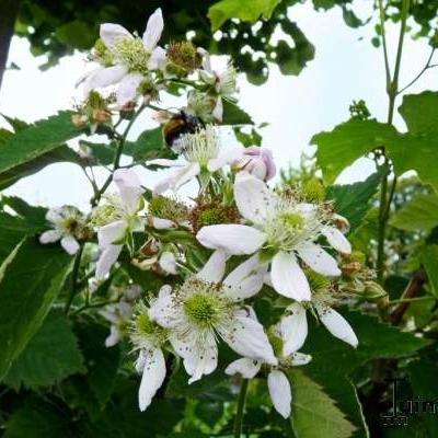 Rubus fruticosus 'Thornfree' - Braambes