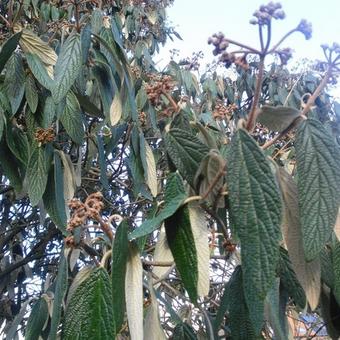 Viburnum rhytidophyllum