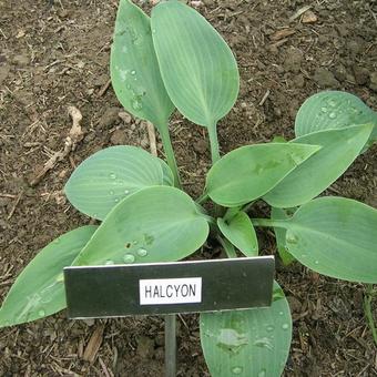 Hosta 'Halcyon'