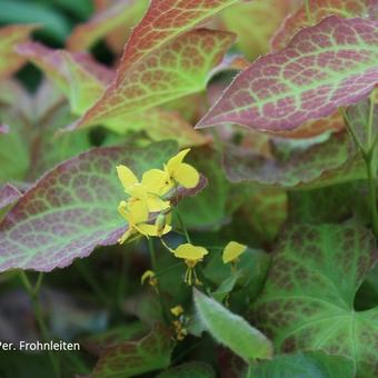 Epimedium perralchicum 'Frohnleiten'