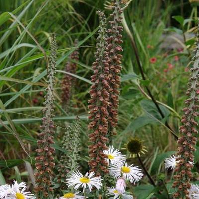 Vingerhoedskruid - Digitalis parviflora