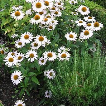 Echinacea purpurea 'Fragrant Angel'