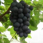 Druif, blauwe druif - Vitis vinifera 'Boskoop Glory'