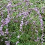 Buddleja alternifolia - Vlinderstruik