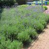 Lavendel - Lavandula angustifolia