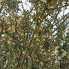 schijnhazelaar - Corylopsis pauciflora