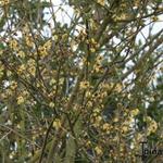 Corylopsis pauciflora - Schijnhazelaar
