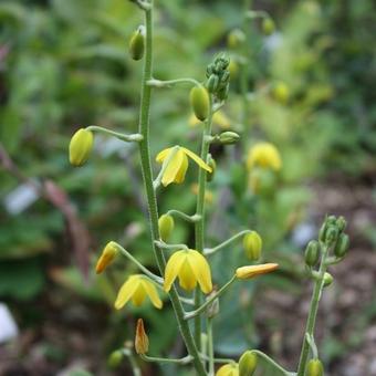 Albuca shawii