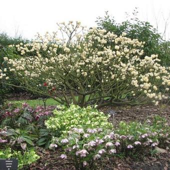 Edgeworthia chrysantha