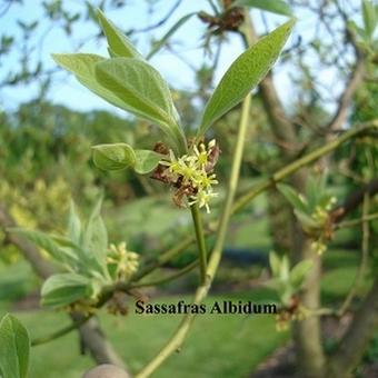 Sassafras albidum