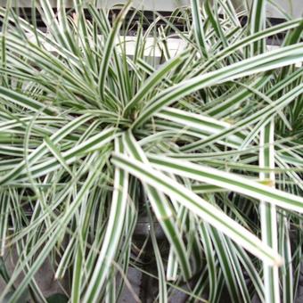 Carex oshimensis 'Everest'