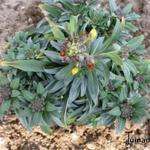 Muurbloem, Steenraket - Erysimum linifolium 'Fragrant Sunshine'
