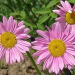 Tanacetum coccineum - Wormkruid