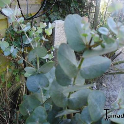 Eucalyptus gunnii - Koortsboom, Gomboom