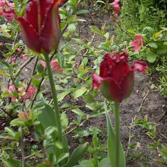 Tulipa 'Pacific Pearl'