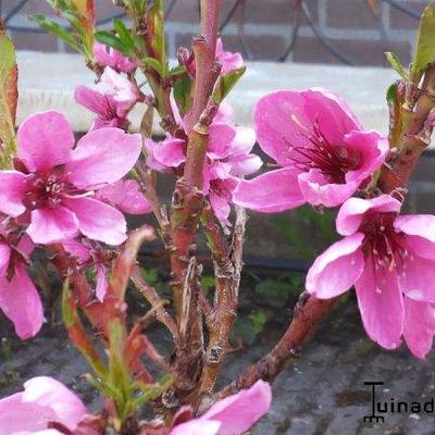 Nectarineboom - Prunus persica var nucipersica 