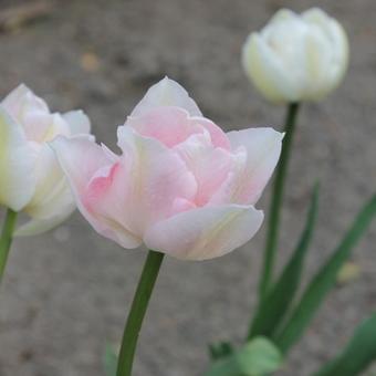 Tulipa 'Angelique'