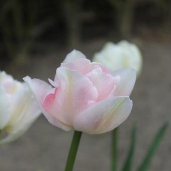 Tulipa 'Angelique'