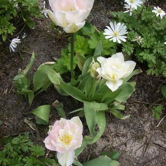 Tulipa 'Angelique'