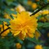 Ranonkelstruik - Kerria japonica 'Pleniflora'