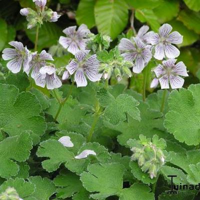 Ooievaarsbek - Geranium renardii