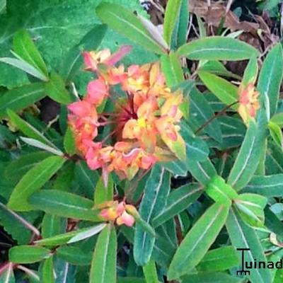 Wolfsmelk - Euphorbia griffithii 'Dixter'