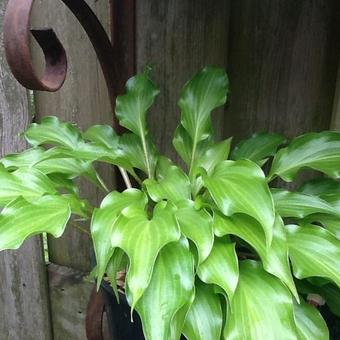 Hosta 'Raspberry Sorbet'