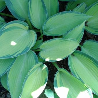 Hosta 'June'