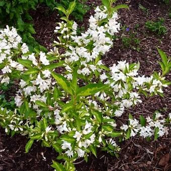 Weigela florida 'Milk and Honey'