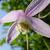 Clematis alpina 'Willy'