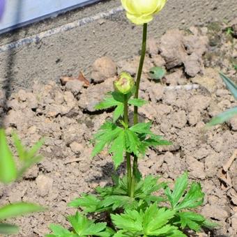 Trollius x cultorum 'New Moon'