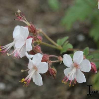 Ooievaarsbek - Geranium macrorrhizum 'Spessart'