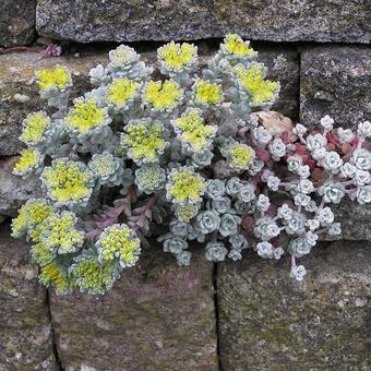 Sedum spathulifolium 'Cape Blanco'