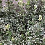 Euonymus fortunei 'Emerald Gaiety' - Bontbladige kardinaalsmuts