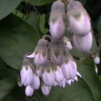 Deutzia scabra