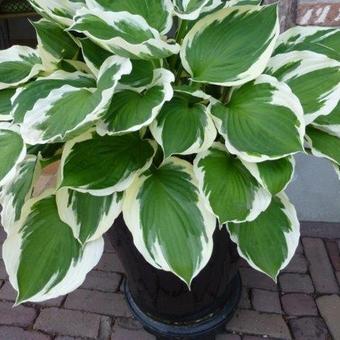 Hosta 'Minuteman'