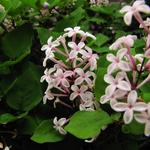 Syringa meyeri 'Josée' - Dwergsering